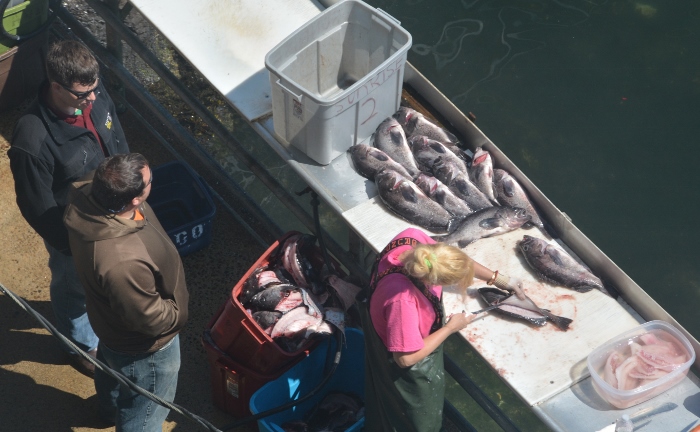 fish cleaning station